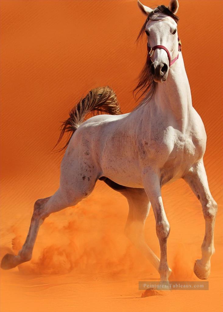 cheval sauvage dans le désert réaliste de la photo Peintures à l'huile